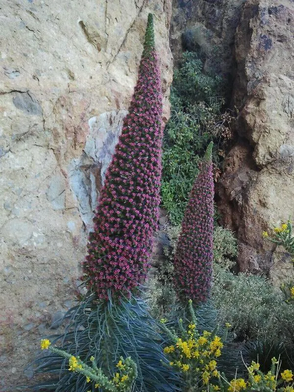 Casa Nea Lägenhet El Rosario  El Rosario (Tenerife)
